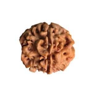 1 Mukhi Gol Nepali (Under Develop) Premium