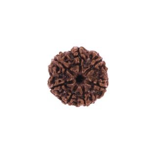 7 MUKHI RUDRAKSHA Collector