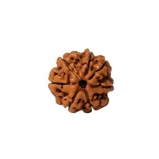 7 MUKHI RUDRAKSHA Regular